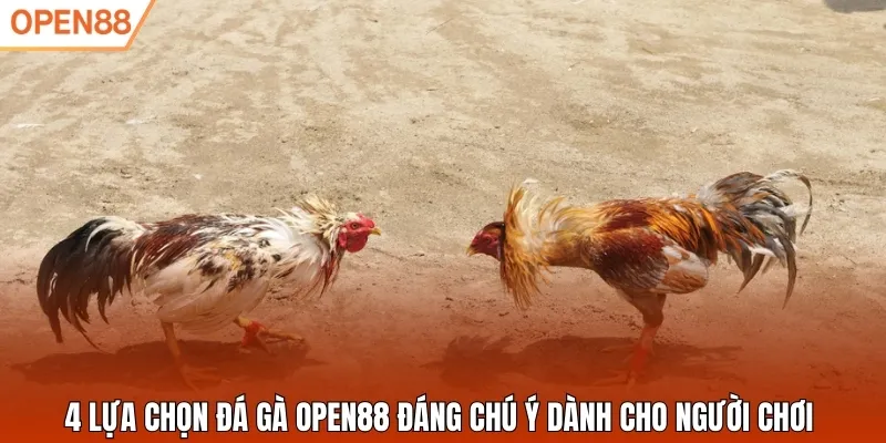 4 lựa chọn đá gà Open88 đáng chú ý dành cho người chơi