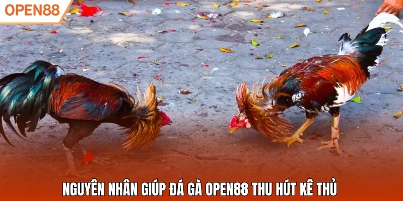 Nguyên nhân giúp đá gà Open88 thu hút kê thủ